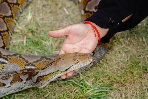Hand touching the python's head. big snake Stock Photos