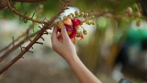Hand Touching Red Cannonball Tree Flower in Tropical Garden Stock Footage 341069074