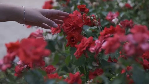 Hand touching red roses in garden close up Vidéo 332018846
