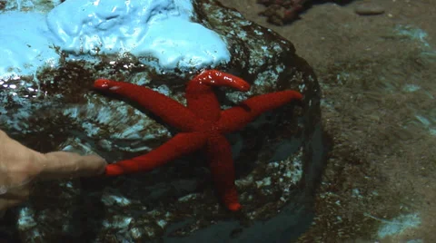 A hand touching a red starfish on a rock in the aquarium Stock Footage 37304145