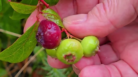 Hand touching ripe blueberries surrounded by autumn leaves Stock Footage 345684278