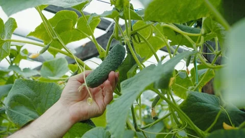 Hand touching ripe cucumber on vine in greenhouse Stock Footage 313680407