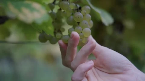 Hand Touching Ripe Green Grapes on Vine - Vineyard Harvest Close-up Stock Footage 313903833
