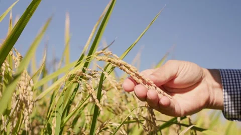 Hand Touching Ripe Rice Ears 動画素材 347010889