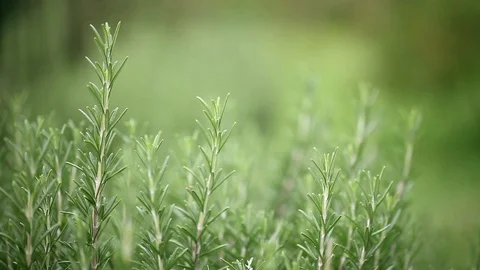 Hand touching rosemary Stock Footage 92295209
