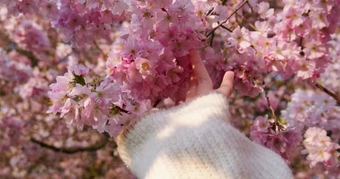 Hand touching sakura cherry blossom flowers in warm sunlight, spring nature Stock Footage 331262871