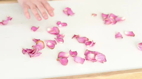 Hand touching scattered pink rose petals on white surface Stock Footage 331512475