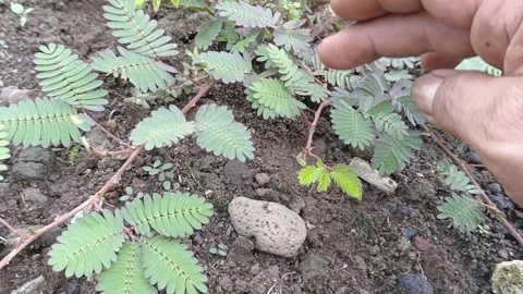 Hand Touching Sensitive Plant Leaf Closing Mechanism - Mimosa Pudica Stock Footage 340247729
