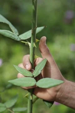 Hand touching sharp thorns on a rose stem Stock Photos