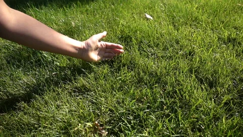 Hand touching slow motion green grass Video stock 148105576
