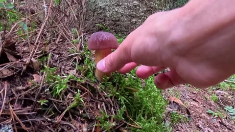 Hand touching small brown mushroom growing near tree roots Stock Footage 320808333