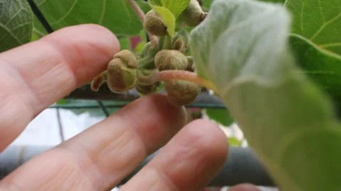 Hand touching small young kiwis growing on the vine Video stock 336874759