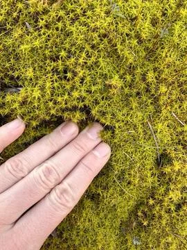 Hand Touching Soft Star Moss Stock Photos