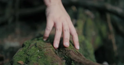 Hand touching softly the moss on the root in the tropical green tree in forest 스톡 동영상 149040920