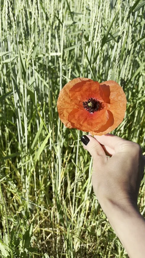 Hand Touching the Stem of a Red Poppy in a Field Stock Footage 346100736