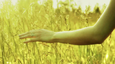 Hand touching tall grass. Video stock 39353191