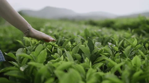 Hand touching tea leaves on the plantation Stock Footage 138158985