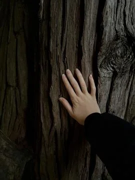 A hand touching the textured bark of an old tree Stock Photos
