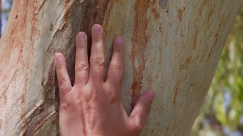 Hand touching textured tree bark, close up nature contact Stock Footage 345700675
