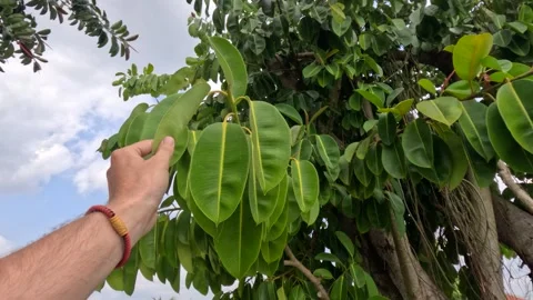 A hand is touching thick big green leaves on a tree Stock-Footage 245285084