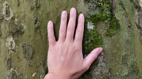 Hand touching a tree bark Stock Footage 202305097