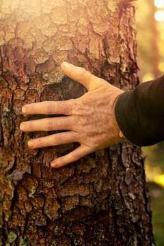 Hand Touching Tree Bark in Sunlit Forest Stock Photos