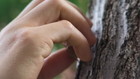 Hand Touching Tree Bark Texture with Cicada Shell Close-up 스톡 동영상 340470014