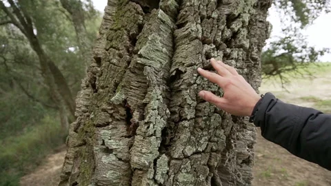Hand touching tree with love Stock Footage 145544417
