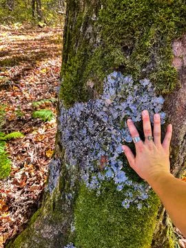 Hand Touching a Tree with Moss and Blue-Gray Lichen Stock Photos