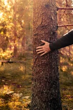 Hand Touching Tree in Sunlit Forest Stock Photos