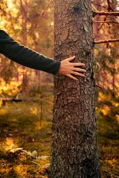 Hand Touching Tree in Sunlit Forest Stock Photos