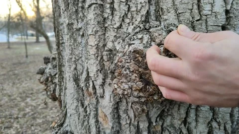 A hand touching a tree trunk in an autumn forest Stockbeeldmateriaal 180120270