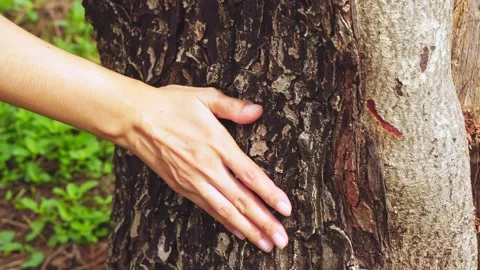 Hand touching a tree trunk in the forest feeling natural texture in forest woods Stock Footage 169169353