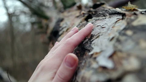 Hand Touching Tree Trunk Textures Stock Footage 170724880
