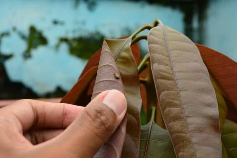 Hand touching underside of young tropical leaf close up Stock Photos