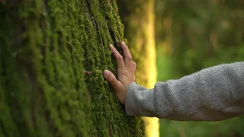 Hand touching vibrant mossy tree in luscious forest 库存影片 221949346