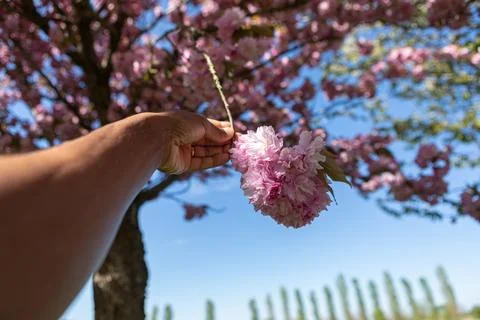 Hand touching vibrant pink cherry blossom flowers Fotos Stock
