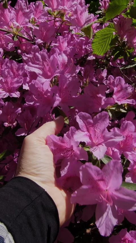 Hand Touching Vibrant Pink Rhododendron Blossoms in Spring: A Vibrant Garden Stock Footage 314890212
