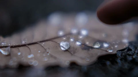 Hand touching water droplets on leaf Vídeos de archivo 94884690