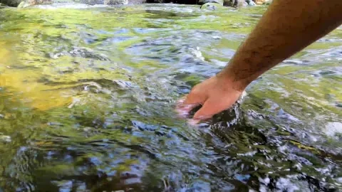 Hand touching the water of the river or lake in the forest Stock Footage 168472916