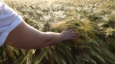 Hand touching a wheat ear in the wheat field. Stock Footage 129235066