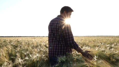 Hand touching a wheat ear in the wheat field. Stock Footage 129235352