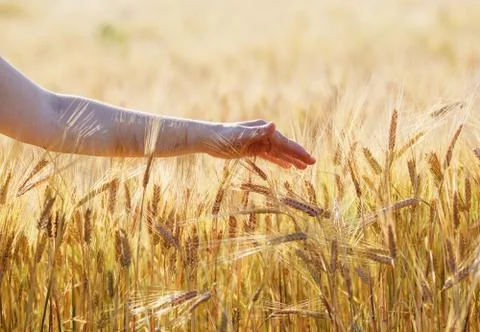 Hand touching a wheat ears Stock Photos