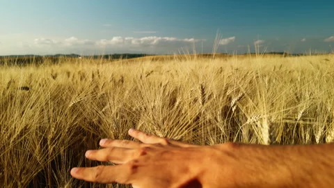 Hand Touching The Wheat Field With Blue Sky Background Stock Footage 280295896