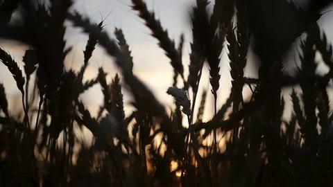 Hand touching wheat in the field at sunset. close-up. HD, 1920x1080. slow motion Stock Footage 80115504