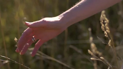 Hand touching the wheat Stock Footage 79634773