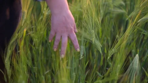 Hand touching the wheat Stock Footage 90083223
