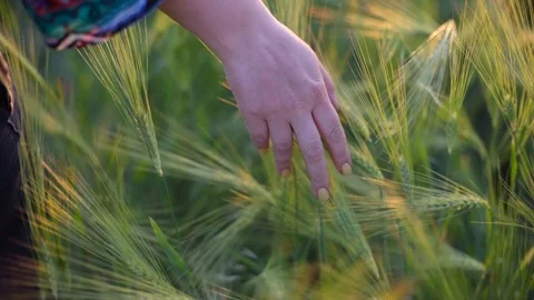 Hand touching the wheat Stock Footage 90083235