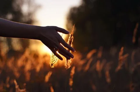 Hand touching wheat spikes at sunset Stock Photos
