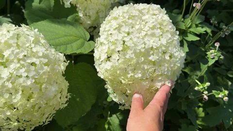 Hand is touching a white hydrangea flowers. Stock-Footage 340155589